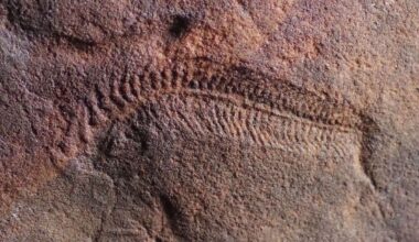 Fossils reveal the earliest animal with a head was also the oldest known 'righty'