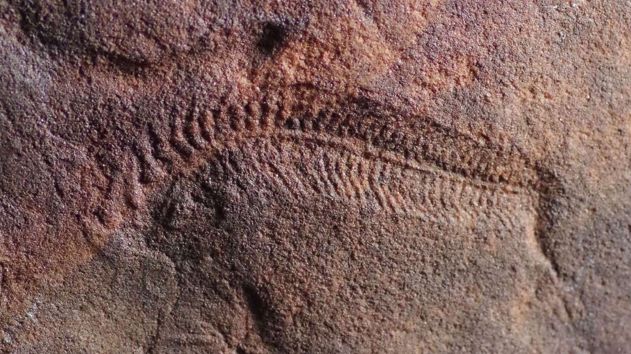 Fossils reveal the earliest animal with a head was also the oldest known 'righty'