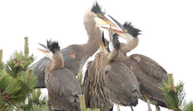 When to see great blue herons at the Capitol Way rookery