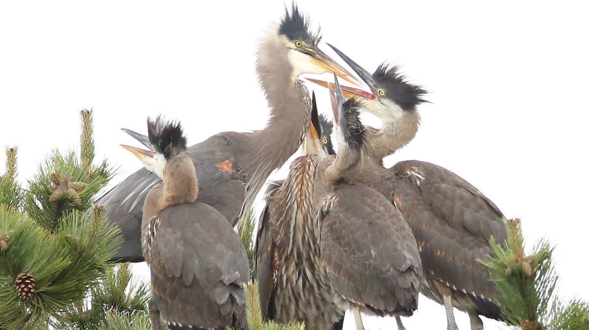 When to see great blue herons at the Capitol Way rookery