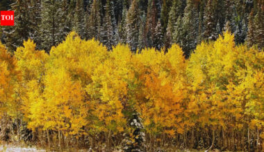 40 times heavier & thousand times larger than a blue whale: Meet Pando, the world's biggest living organism