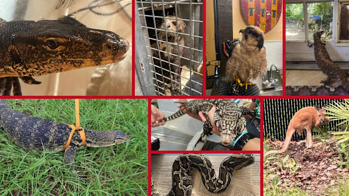 140+ captive animals have escaped in Florida since 2022. Here’s what state records reveal