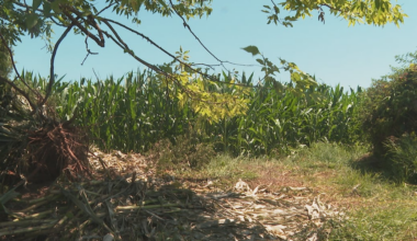 Bear spotted during search for suspect after high-speed Columbia County UTV chase