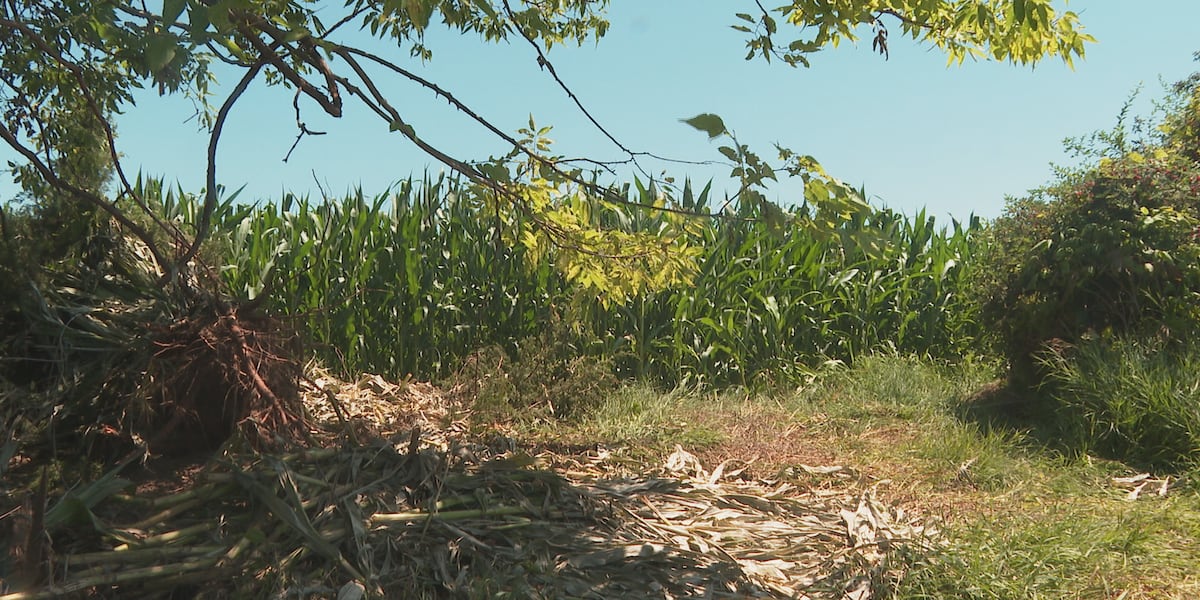 Bear spotted during search for suspect after high-speed Columbia County UTV chase