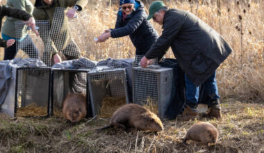 England: Britain bought 1,525 acres of nearly lifeless farmland for £13.8 million; four years later, beavers are helping it make money