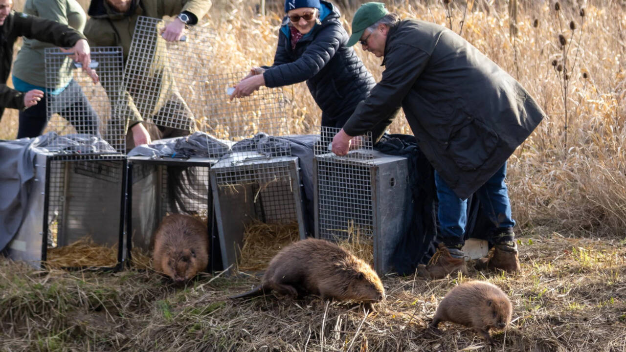 England: Britain bought 1,525 acres of nearly lifeless farmland for £13.8 million; four years later, beavers are helping it make money