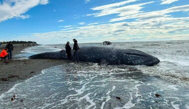 Gray whale washes up on Kenai Peninsula beach amid worsening West Coast die-off