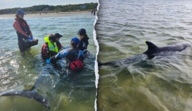 Bottlenose dolphins strand in record-breaking Massachusetts rescue