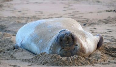 This chaotic 2,000-pound seal has returned to sea – but leaves behind a conundrum