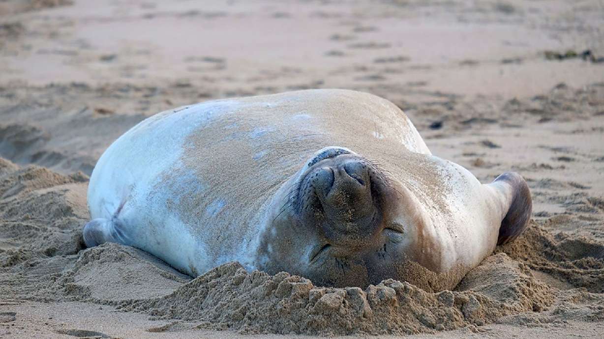 This chaotic 2,000-pound seal has returned to sea – but leaves behind a conundrum