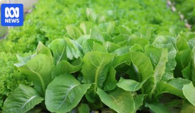 CDC races to track source of Cyclospora outbreak as cases spike in US