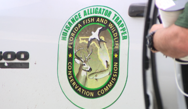 FWC needs nuisance alligator trappers in north Volusia County: How to apply