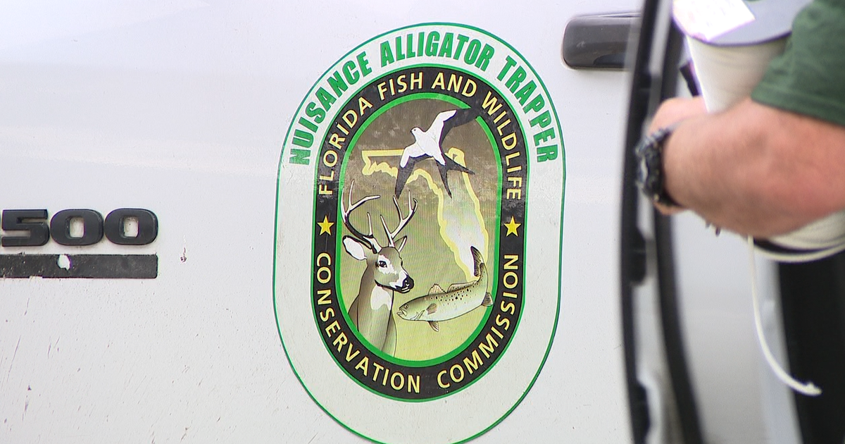 FWC needs nuisance alligator trappers in north Volusia County: How to apply