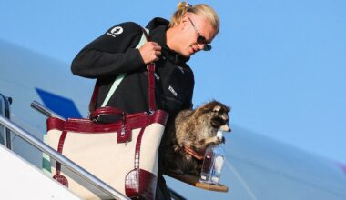 Taxidermied raccoons are seeing unprecedented demand thanks to Norwegian soccer star Erling Haaland