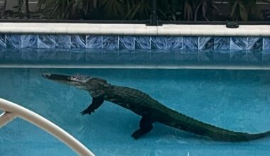 9-foot alligator cools off in pool of Venice home