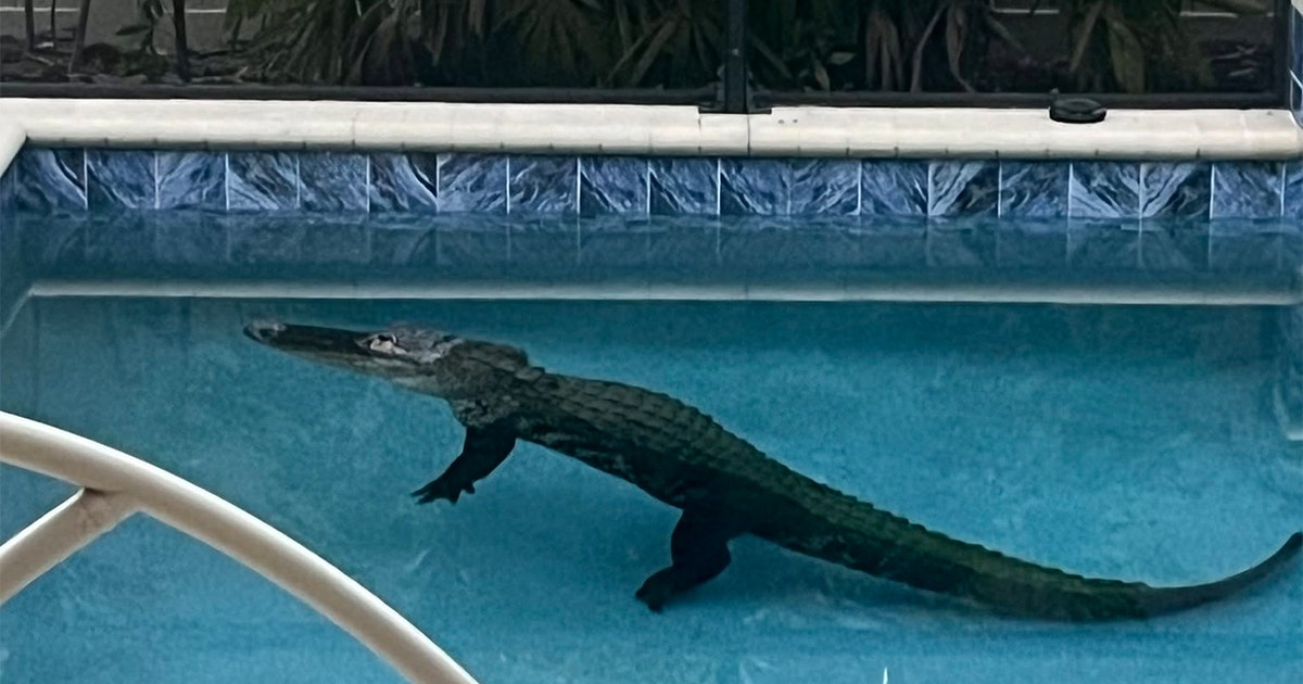 9-foot alligator cools off in pool of Venice home