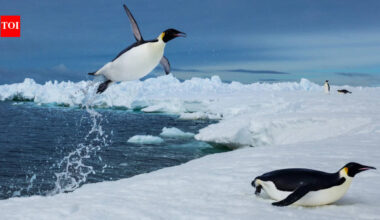 Scientists tracked more than 6,000 penguin dives beneath Antarctic sea ice and found that prey may become harder to reach, even when it has not disappeared