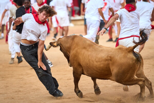 A reveler dodges a calf in the bullring after the eighth running of the bulls at the San Fermin festival in Pamplona, northern Spain, Tuesday, July 14, 2026. (AP Photo/Miguel Oses)