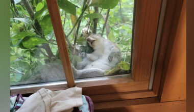 Shameless Squirrel Keeps Making Himself At Home On Man's Windowsill