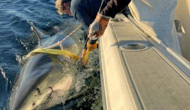 Largest male great white shark ever detected on Atlantic coast emerges near top vacation spot