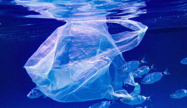 Microplastics have reached one of Earth’s most isolated ecosystems: Indian Ocean animals carried up to 14.7 times more particles than Pacific specimens