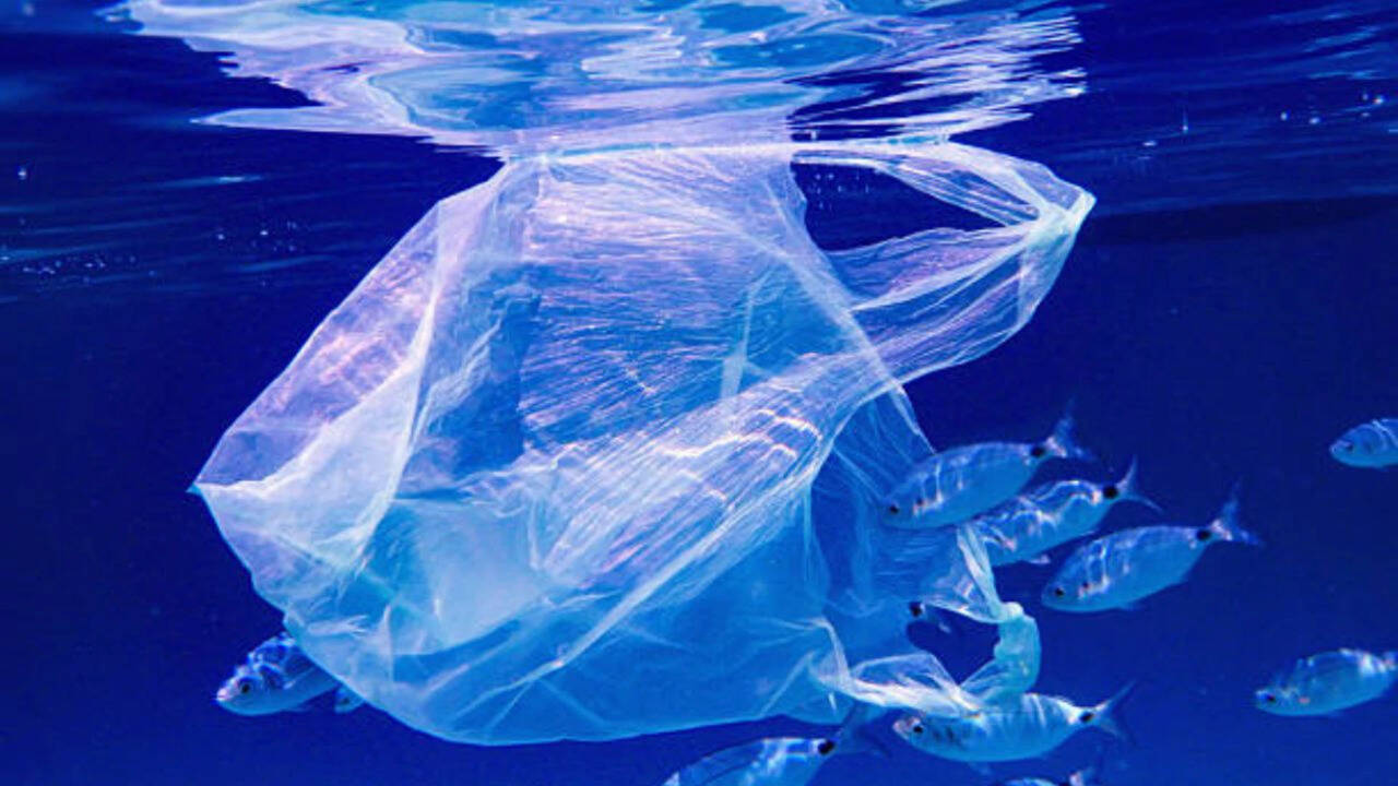 Microplastics have reached one of Earth’s most isolated ecosystems: Indian Ocean animals carried up to 14.7 times more particles than Pacific specimens
