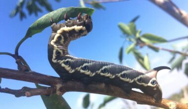 Discovery of 2 Hawaiian insects ‘unexpected and encouraging,’ offer hope for rare species : Big Island Now