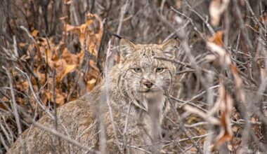 Deciphering the habits of lynx living near the Haul Road