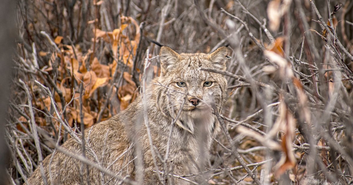 Deciphering the habits of lynx living near the Haul Road