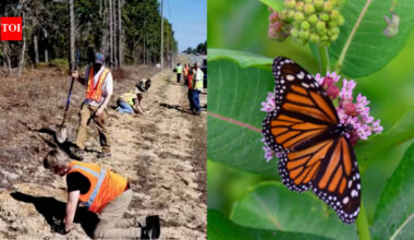 Florida is planting 15,000 milkweeds along highways to help monarch butterflies; the unused roadsides could become a 10,200-acre wildlife corridor