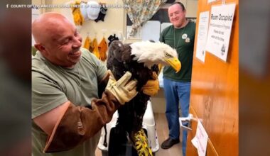 Injured bald eagle rescued in Big Bear believed to be Jackie, Friends of Big Bear Valley says