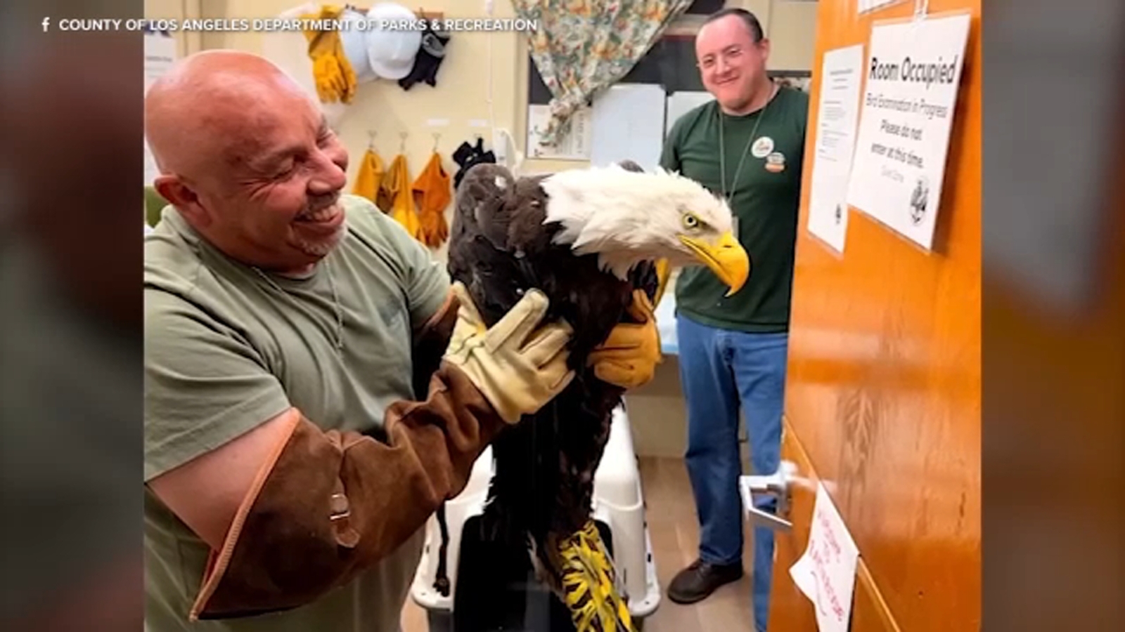 Injured bald eagle rescued in Big Bear believed to be Jackie, Friends of Big Bear Valley says
