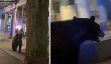 Black bear spotted roaming around downtown Frederick