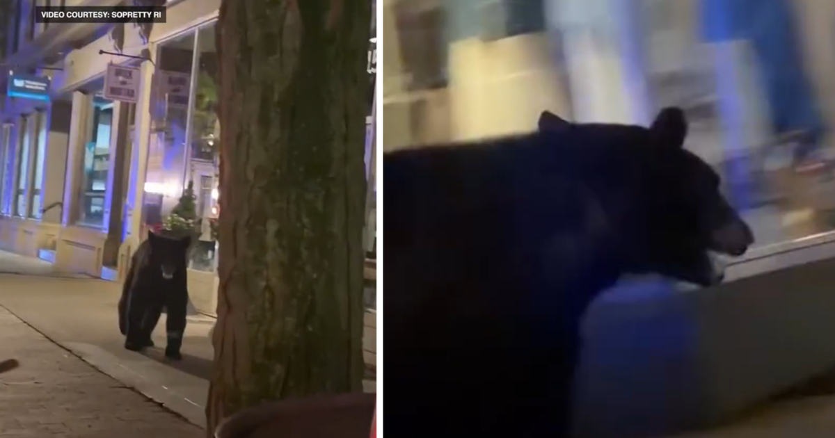 Black bear spotted roaming around downtown Frederick