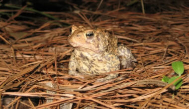 Texas released 3 million eggs to bring back a toad that disappeared from Houston 50 years ago; one male has now appeared in restored habitat