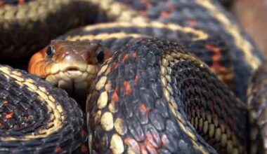Venomous snakes on Virginia trails — how to stay safe this summer