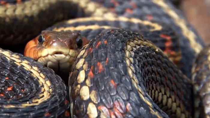 Venomous snakes on Virginia trails — how to stay safe this summer
