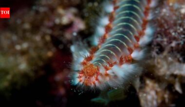 Scientists have found an ancient sea worm with jaws made from a mysterious 'bio-metal' never encountered before, a discovery that could rewrite what we know about nature