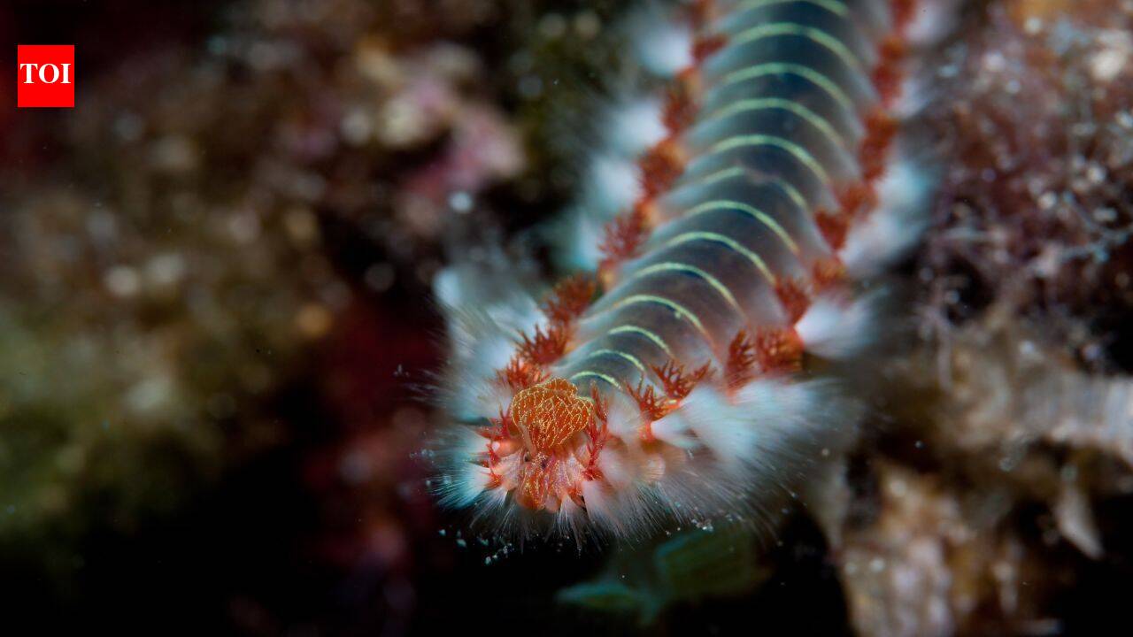 Scientists have found an ancient sea worm with jaws made from a mysterious 'bio-metal' never encountered before, a discovery that could rewrite what we know about nature
