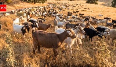 California deploys 400 goats and sheep as 'firefighters' to eat an invasive weed fuelling wildfires and threatening native ecosystems | World News