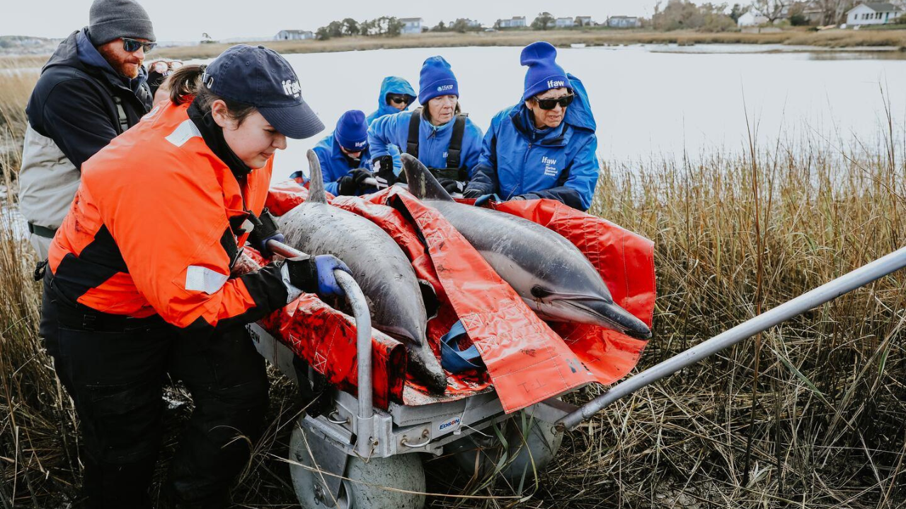 53 dolphins stranded in just two days in Massachusetts due to receding tides, now rescuers have safely returned 19 to the sea