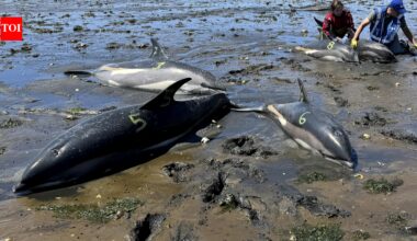 53 dolphins stranded in just two days in Massachusetts due to receding tides, now rescuers have safely returned 19 to the sea | World News