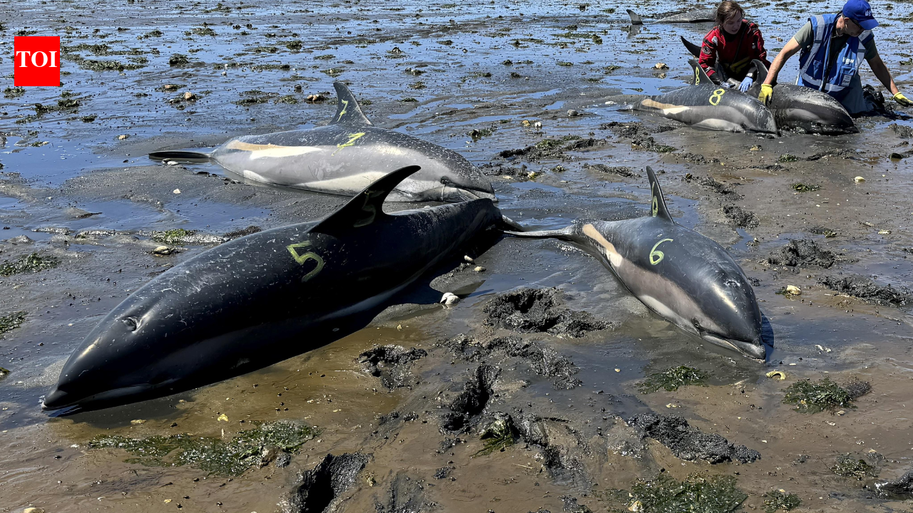 53 dolphins stranded in just two days in Massachusetts due to receding tides, now rescuers have safely returned 19 to the sea | World News