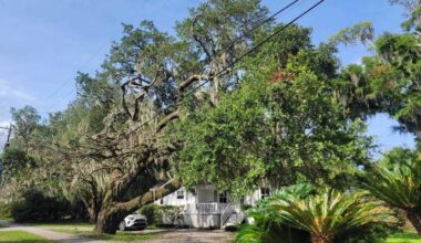 Beaufort residents call trimming work assault on tree canopy
