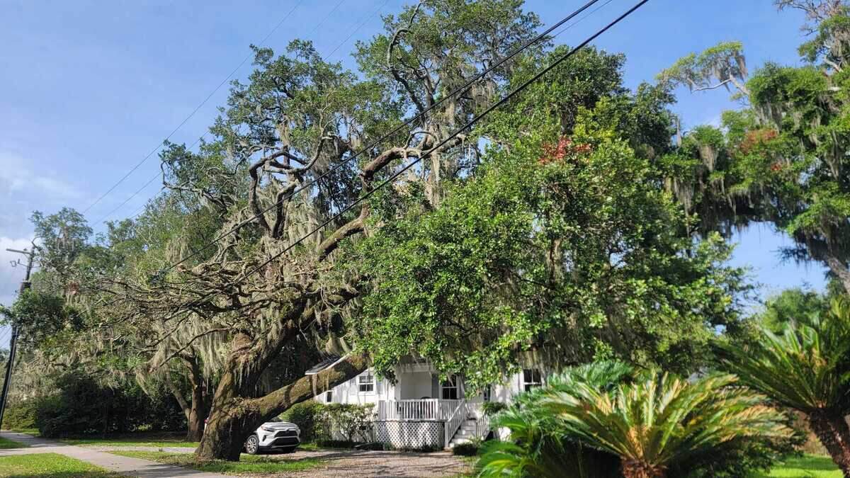Beaufort residents call trimming work assault on tree canopy