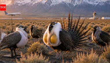 Scientists deploy robot birds in Wyoming's Grand Teton National Park to lure a critically declining local sage-grouse population away from an airport and revive its numbers | World News