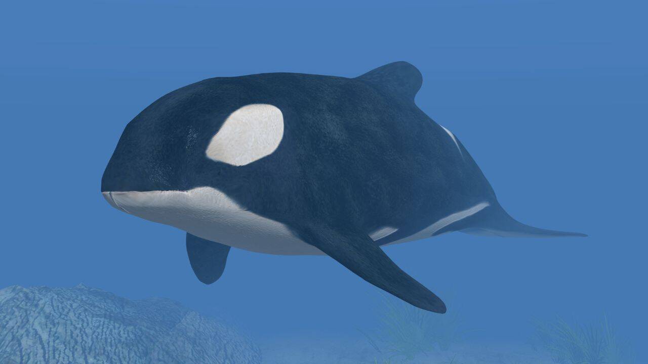 Killer Whale (Representative image) Killer Whale