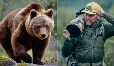 Wildlife photographer stays ice-cold as massive brown bear walks right up to his camera