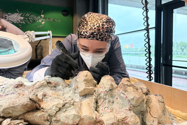 Volunteer coordinator Tatyana Kozyk cleans the skeleton of a mastodonsaurus, a huge amphibian that walked the Earth 240 million years ago, at the Copernicus Science Center in Warsaw, Poland, Tuesday, July 21, 2026. (AP Photo/Claudia Ciobanu)