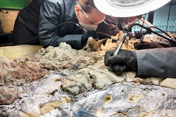 Under the watchful eye of scientists, volunteers clean the skeleton of a mastodonsaurus, a huge amphibian that walked the Earth 240 million years ago, at the Copernicus Science Center in Warsaw, Poland, Tuesday, July 21, 2026. (AP Photo/Claudia Ciobanu)